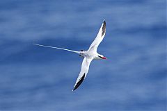 Red-billed Tropicbird